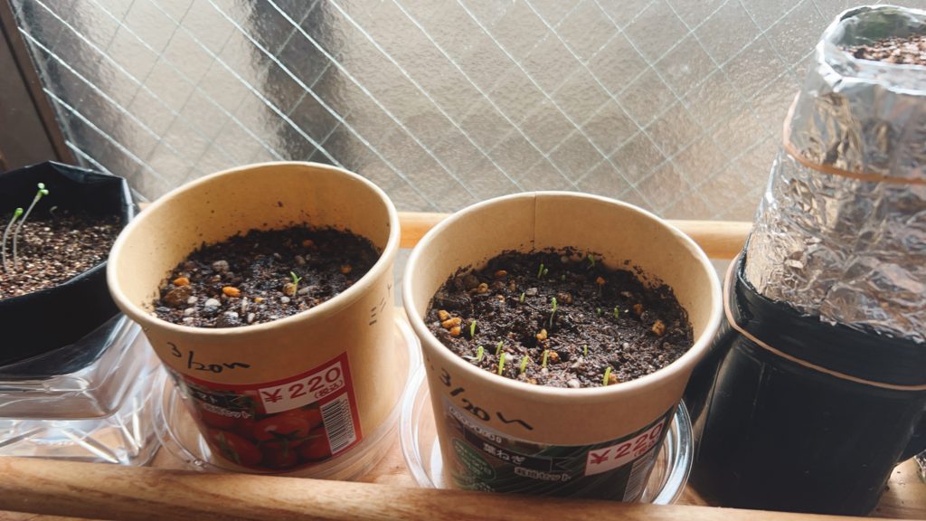 ミニトマトと葉ねぎ